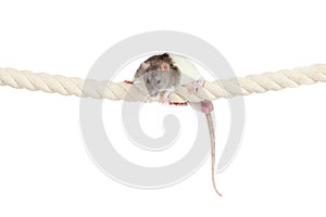 Domestic rat clambering by rope isolated on white