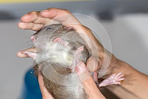 Domestic rat in the hands closeup