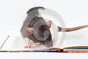 Domestic rat is looking into a book. Decorative rat Isolated on a white background