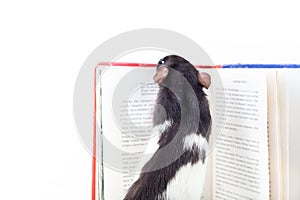 Domestic rat is looking into a book. Decorative rat Isolated on a white background