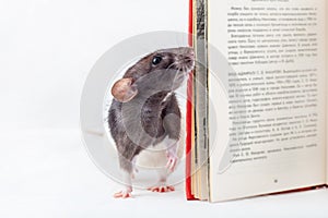 Domestic rat is looking into a book. Decorative rat Isolated on a white background