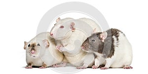 Domestic rats against white background
