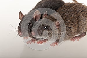 Domestic rats closeup photo