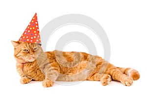 Domestic red cat is having a party