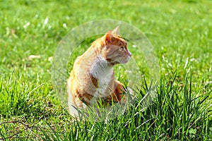 Domestic red cat sits in the grass