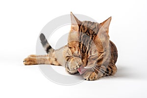 Domestic red cat washes on a white background. Bengal cat isolated