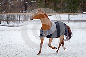 Domestic red horse walking in the snow paddock in winter. The horse in the blanket