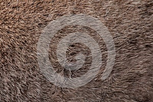 Domestic reindeer (Rangifer tarandus f. domestica). Skin texture