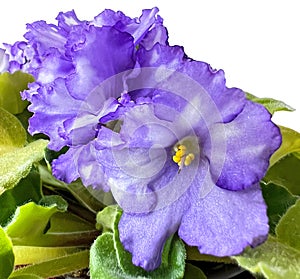 Domestic room African violet.