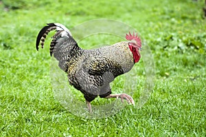 Domestic rooster