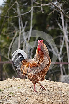 A domestic rooster in the yard in the Ukrainian countryside