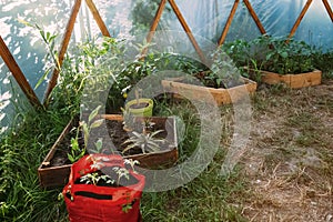 domestic seedling hothouse foliage natural organic