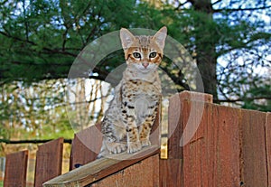 Domestic Serval Savannah Kitten