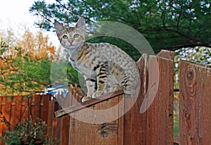 Domestic Serval Savannah Kitten
