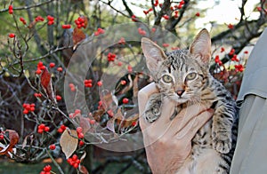 Domestic Serval Savannah Kitten