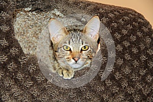 Domestic Serval Savannah Kitten photo