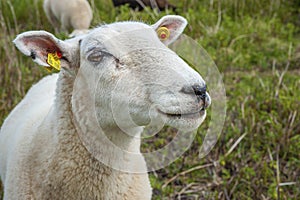 Domestic sheep