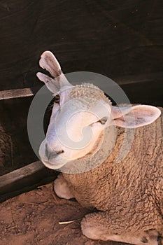 Domestic Sheep