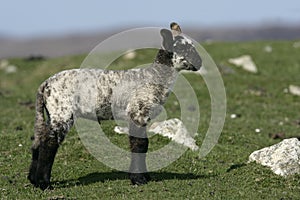 Domestic sheep