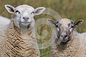 Domestic sheep couple close-up portrait on the pasture. Funny animal photo. Small farm in Czech republic countryside.