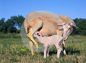 Domestic Sheep, Ewe with Lamb suckling, standing in Meadow