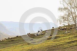 Domestic sheep and goats graze on the slopes of the mountains.