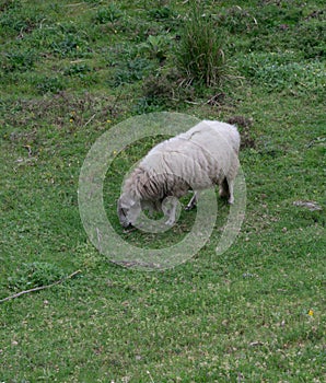 Domestic sheep grazing outdoors in rural Portugal
