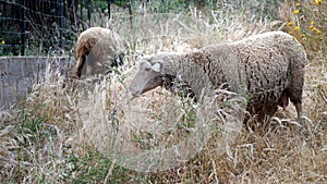Domestic sheep grazing in tall grass