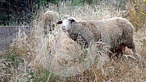 Domestic sheep grazing in tall grass