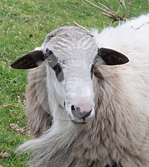 Domestic sheep head and face portrait. Close up.