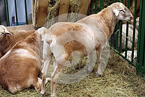 Domestic sheep of the Katum breed