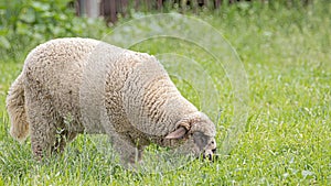 Domestic sheep -Ovis aries- graze