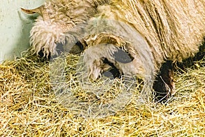 Domestic Sheep in pasture