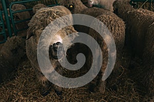 Domestic sheep in pen on livestock farm