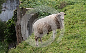 Domestic sheep portrait, standing on hillside in rural Portugal