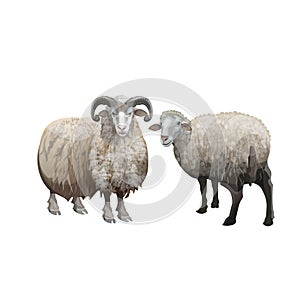 Domestic sheep and ram