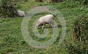 Domestic sheep with thick woolly coat grazing on grass in rural Portugal