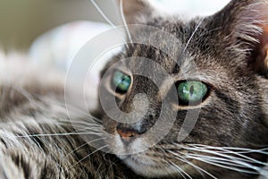 Domestic short hair gray cat, green eyes, with white background.