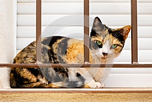 Domestic short-haired tricolor calico cat with green eyes in white, black and orange spots on fur sitting on windowsill