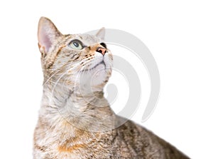 A domestic shorthair cat with patched tabby markings looking up
