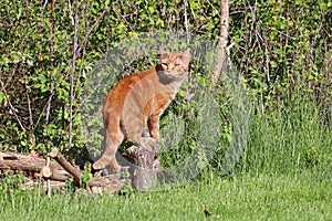 Domestic shorthair classic red tabby cat outdoors