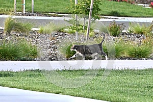 Domestic Shorthair or Moggie Cat 1