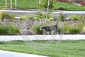 Domestic Shorthair or Moggie Cat 2