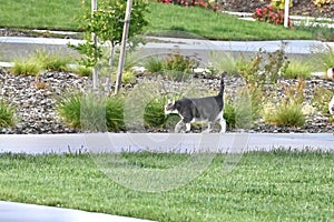 Domestic Shorthair or Moggie Cat 3