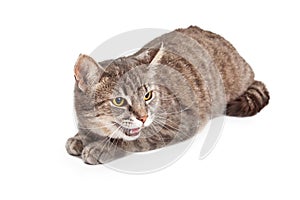 Domestic Shorthair Tabby Cat With Open Mouth