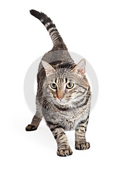 Domestic Shorthair Tabby Cat Stalking