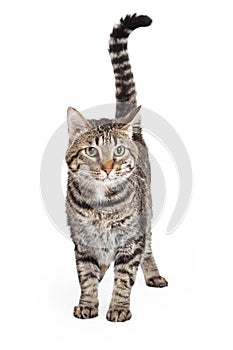 Domestic Shorthair Tabby Cat Standing
