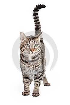 Domestic Shorthair Tabby Cat Standing photo