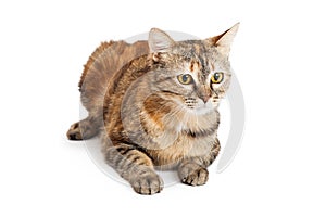 Domestic Shorthair Tortie Cat Laying