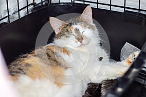Domestic felidae Cat with yellow eyes in black cage photo